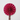 Fuchsia Fafafan