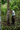 We have been working with Tomas for 10 years to develop this material. But beyond improving the process together, he teaches us the importance of developing a connection with the forest. 